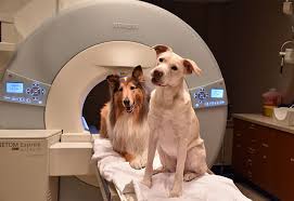 buddies in an mri