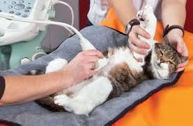 cat ultrasound